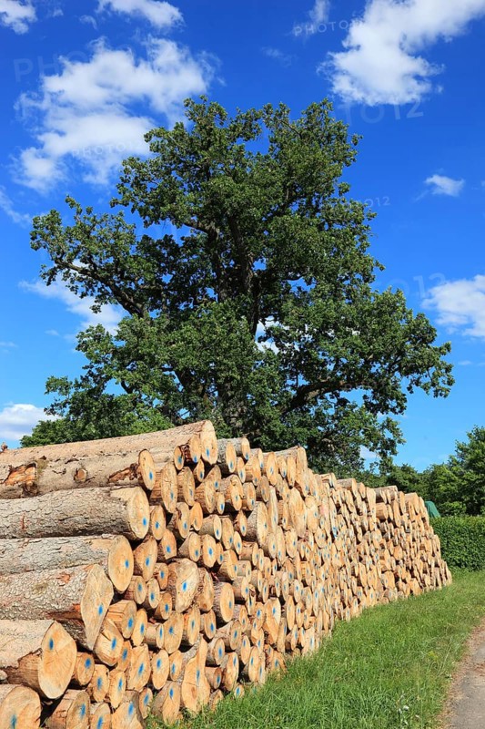 Stacked firewood, stored logs for collection, construction timber, industrial timber, in the background an old oak tree