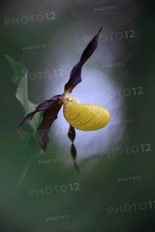 Close-up of a yellow lady's slipper orchid (Cypripedium calceolus) of the yellow lady's slipper against a mystical background in the forest, Chiemgau, Bavaria, Germany, Europe