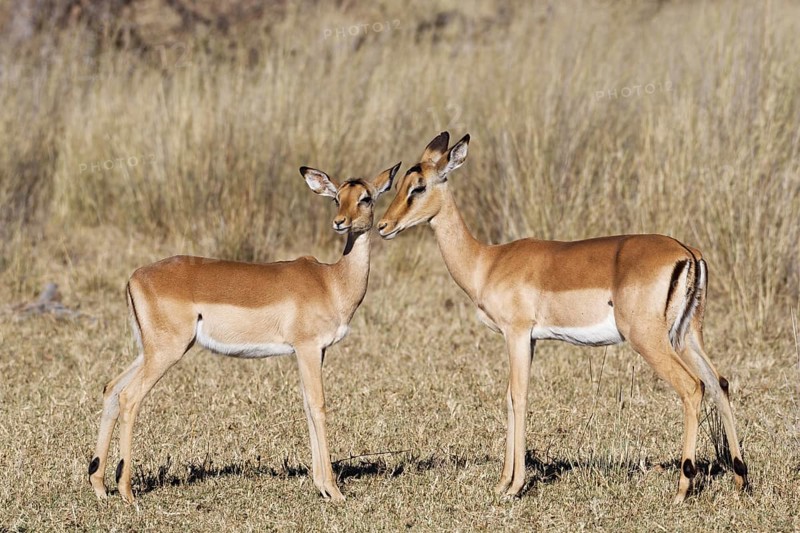 Common impalas (Aepyceros melampus), two females in dry grassland, showing affection, eye contact, savanna, Mahango Core Area, Bwabwata National Park, Kavango East, Caprivi Strip, Namibia, Africa