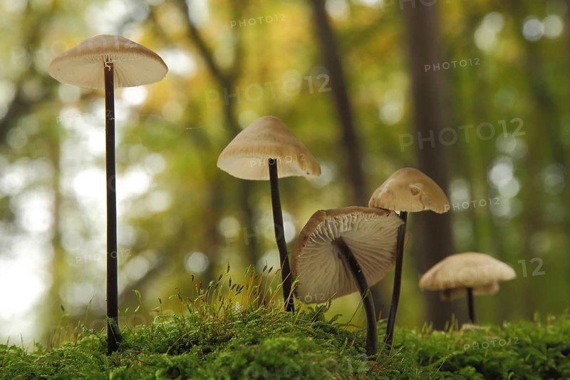 Long-stemmed garlic swallow, Stringy-stemmed garlic swallow, five, bokehs, environment, forest, moss, Schwindlinge, Schwindling, Marasmius, Ritterlingsartige, Tricholomataceae, Blätterpilze (Agaricales), leaf fungus, Ständerpilz, mushroom (Marasmius alliaceus), Idstein, Taunus, Hesse, Germany, Europe