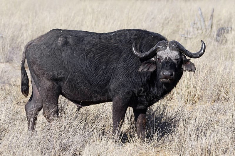 Cape buffalo (Syncerus caffer), adult male in tall dry grass, eye contact, savanna, Mahango Core Area, Bwabwata National Park, Kavango East, Caprivi Strip, Namibia, Africa