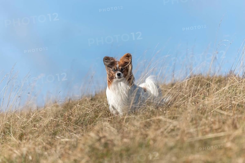 Continental Toy Spaniel on a walk in a meadow. France