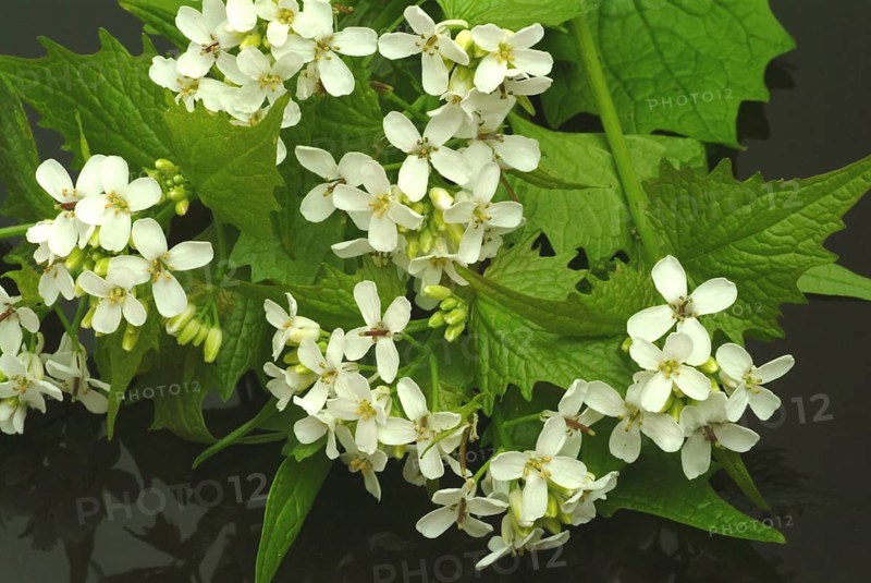 Garlic rue, garlic rue, medicinal plant, seasoning plant, spice, herb, wild plant, medicinal use, Allaria officinalis, Alliaria comune