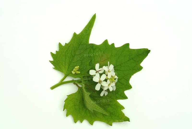 Garlic rue, garlic rue, medicinal plant, seasoning plant, spice, herb, wild plant, medicinal use, Allaria officinalis, Alliaria comune
