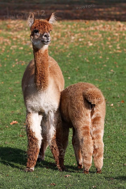 Alpacas (Vicugna pacos), mare suckling foal, Germany, Europe