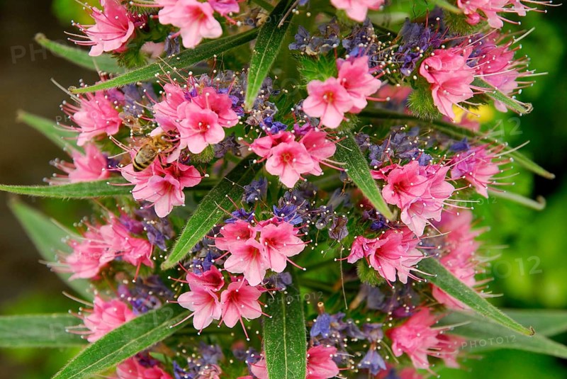 Viper's Bugloss (Echium webbii)