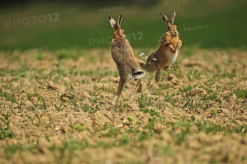 European hare (Lepus europaeus) Mating season, so-called gathering time, males quarrelling with each other, Lower Austria, Austria, Europe
