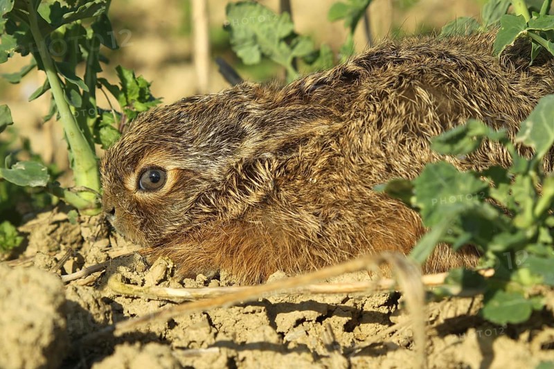 European hare (Lepus europaeus) few days old young squeezing in field, Lower Austria, Austria, Europe