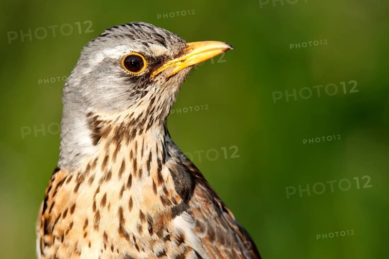 Fieldfare (Turdus pilaris), half portrait, Peene Valley River Landscape nature park Park, Mecklenburg-Western Pomerania, Germany, Europe