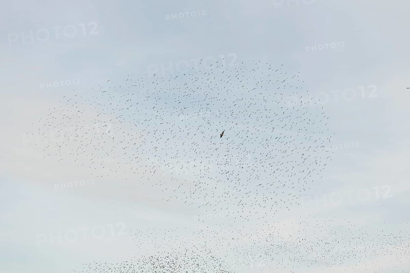 Common (Sturnus vulgaris) starlings fly together, in perfect symbiosis to protect themselves from enemies. Bas-Rhin, Collectivite europeenne d'Alsace, Grand Est, France, Europe