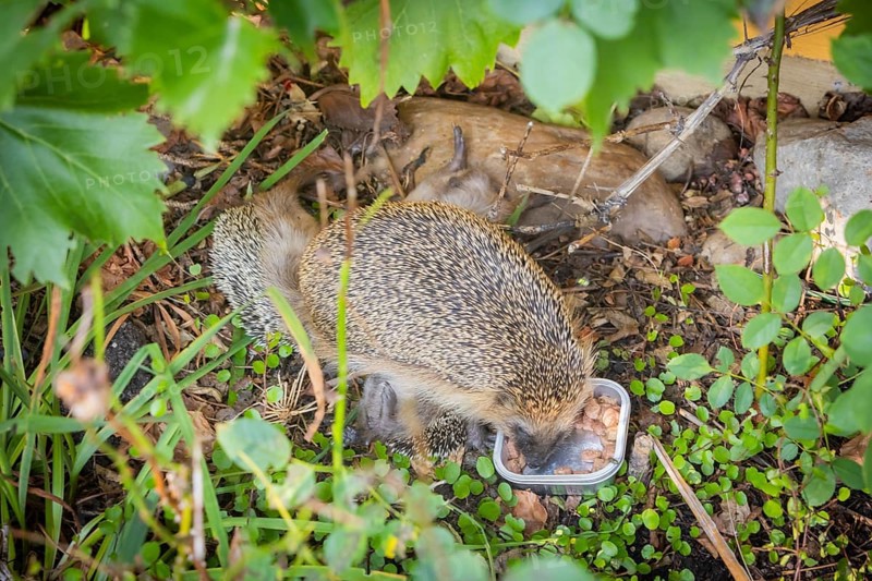 Hedgehog mother with young in the living environment of humans. A near-natural garden is a good habitat for hedgehogs, young hedgehogs can also be fed to give them a better chance of survival for hibernation, Bannewitz, Saxony, Germany, Europe