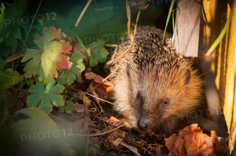 Hedgehog mother with young in the living environment of humans. A near-natural garden is a good habitat for hedgehogs, young hedgehogs can also be fed to give them a better chance of survival for hibernation, Bannewitz, Saxony, Germany, Europe