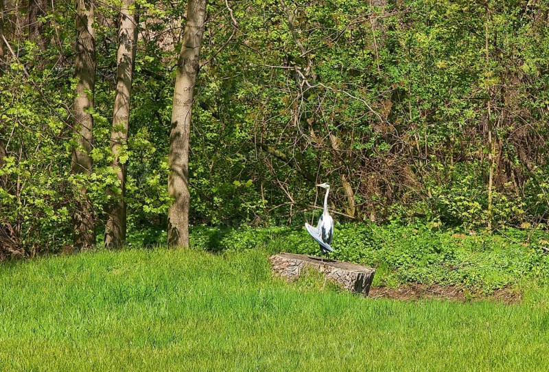 Heron in Lauterbach Castle Park