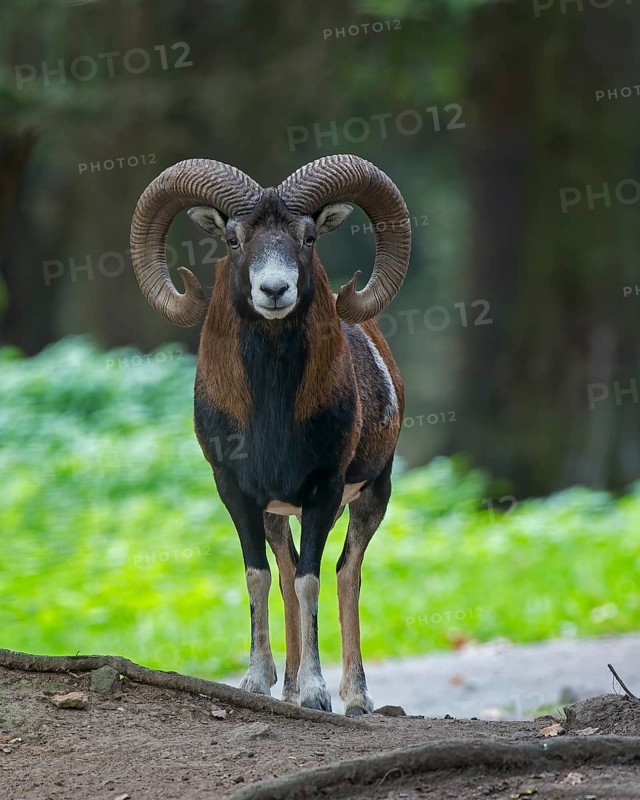 European mouflon (Ovis gmelini musimon), european mouflon Ram with strong horns, Hoher Fläming nature park Park, Brandenburg, Germany, Europe
