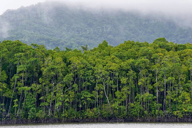 Mangrove forest, rainforest, tropical, tropical forest, tropical, Daintree river, Cape tribulation, Port Douglas, Australia, Oceania