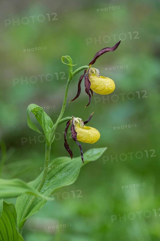 Yellow lady's slipper orchid (Cypripedium calceolus), Kalkalpen National Park, Upper Austria, Austria, Europe