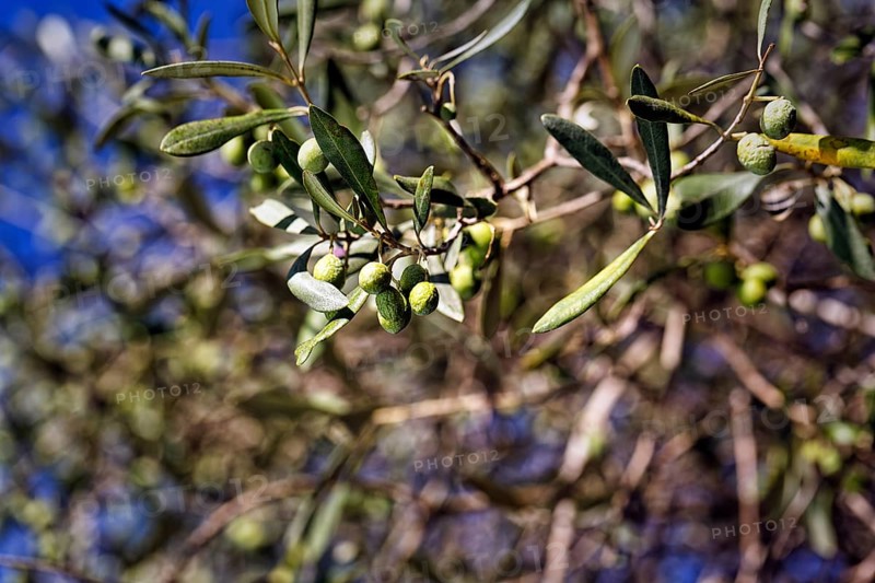 Unripe olives on a branch, olive branch, olive tree (Olea), olive tree, detail, symbolic image plant growth, ripening, autumn sun, Sardinia, Italy, Europe