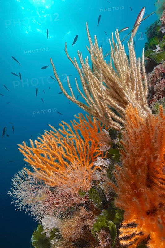 Yellow gorgonian (Eunicella cavolinii) with open polyps, and white gorgonian (Eunicella singularis) in the Mediterranean near Hyères. Dive site Giens Peninsula, Côte dAzur, France, Europe