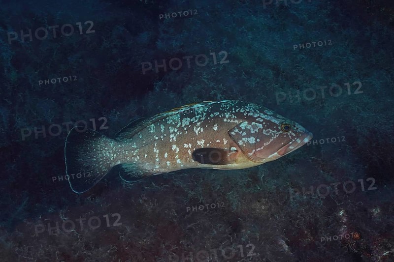 Dusky grouper (Epinephelus marginatus) (Mycteroperca marginatus) in the Mediterranean Sea near Hyères. Dive site marine reserve Port Cros, Côte dAzur, France, Europe