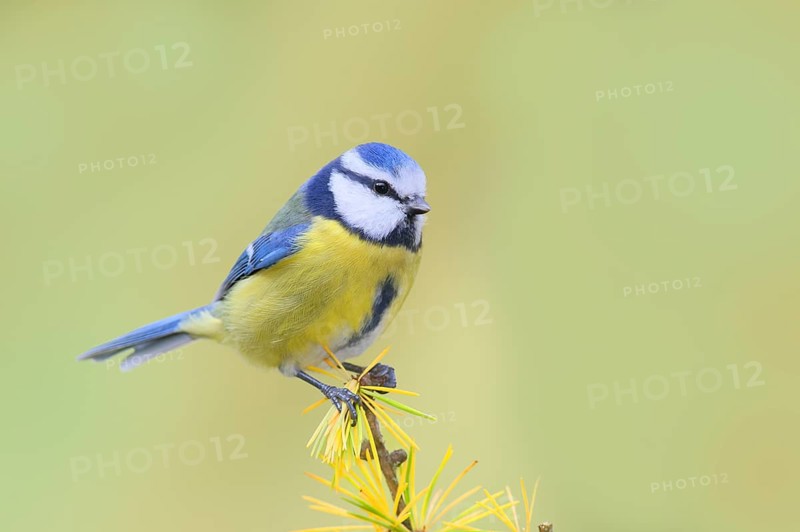 Blue tit (Cyanistes caeruleus) wildlife, sitting on larch branch in autumn, animals, birds, Siegerland, North Rhine-Westphalia, Germany, Europe