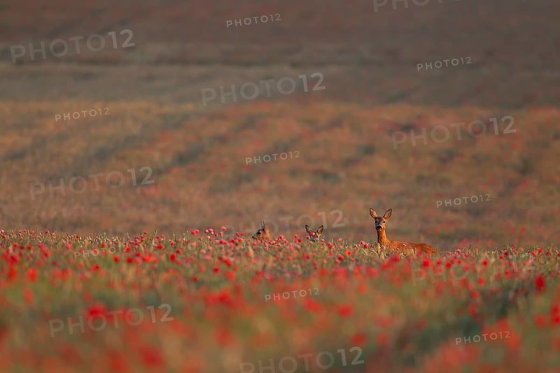 Roe deer (Capreolus capreolus) adult female doe with two young fawns in a farmland wheat field with flowering poppy flowers, Suffolk, England, United Kingdom, Europe