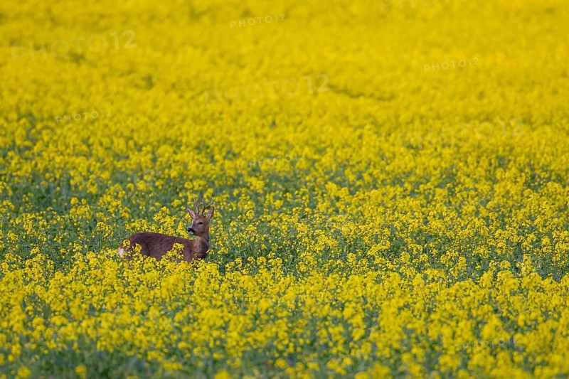 Roe deer (Capreolus capreolus) adult male buck in a summer farmland flowering rapeseed crop, Suffolk, England, United Kingdom, Europe
