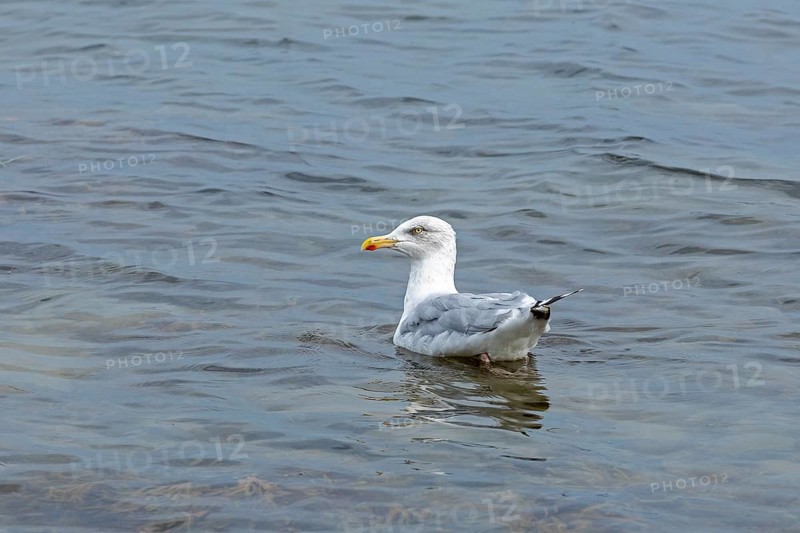 European herring gull (Larus argentatus) drifting in the water, Baltic Sea, Kiel, Schleswig-Holstein, Germany, Europe