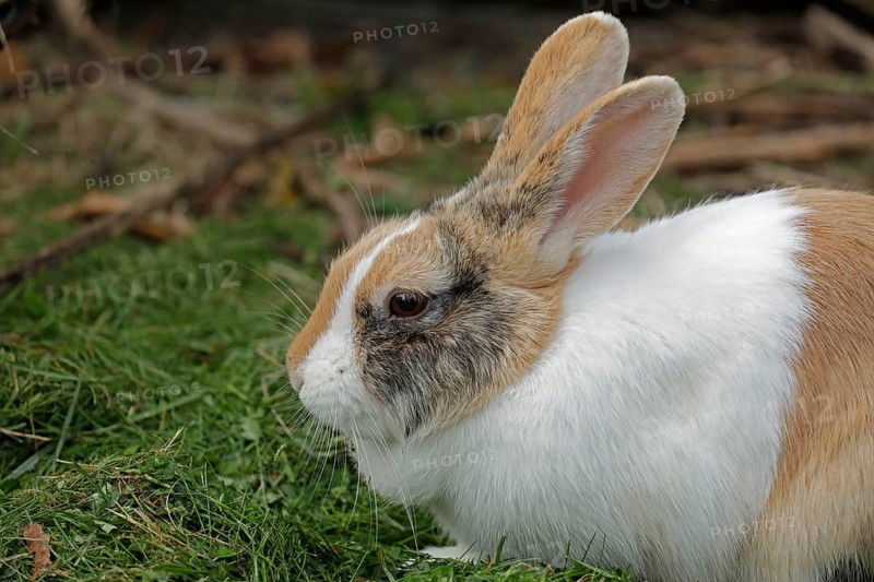 Dutch rabbit, Kiel, Schleswig-Holstein, Germany, Europe