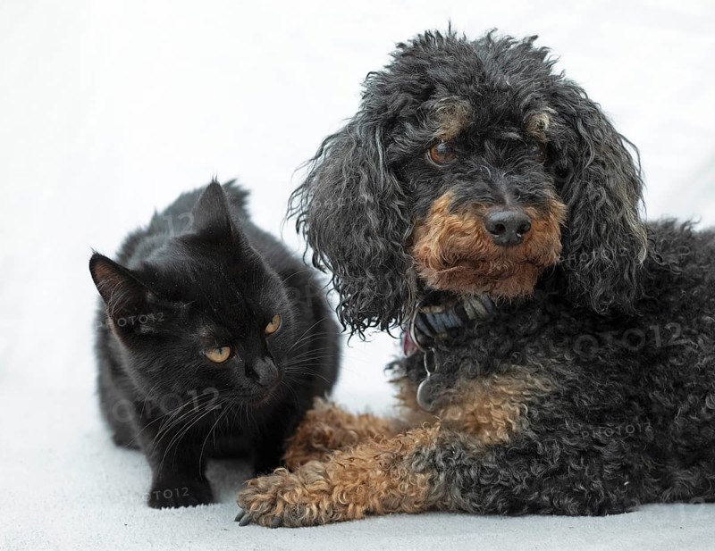 Small poodle, black and tan, and black cat lying next to each other, Kiel, Schleswig-Holstein, Germany, Europe