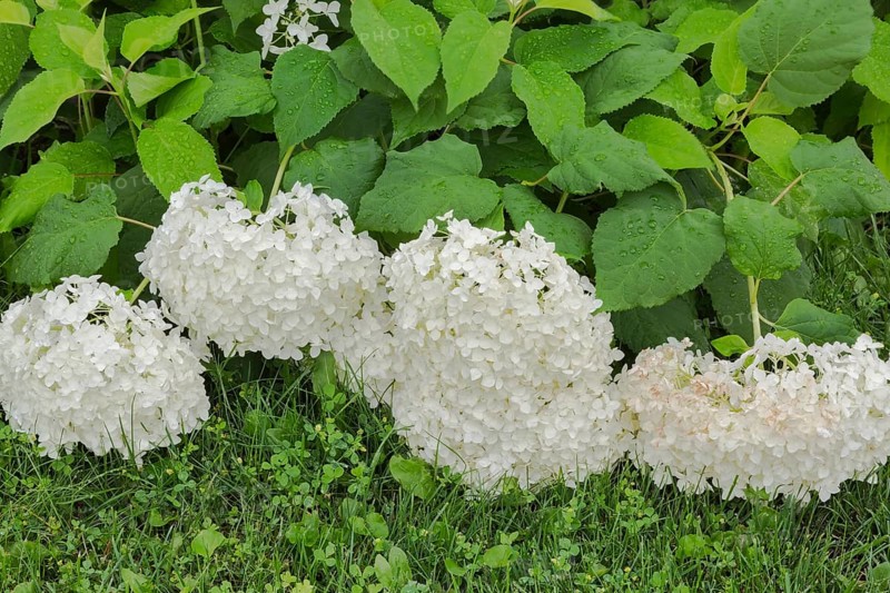Hills of Snow (Hydrangea arborescens) shrub flowerheads hanging downward from the weight of accumulated raindrops, Quebec, Canada, North America