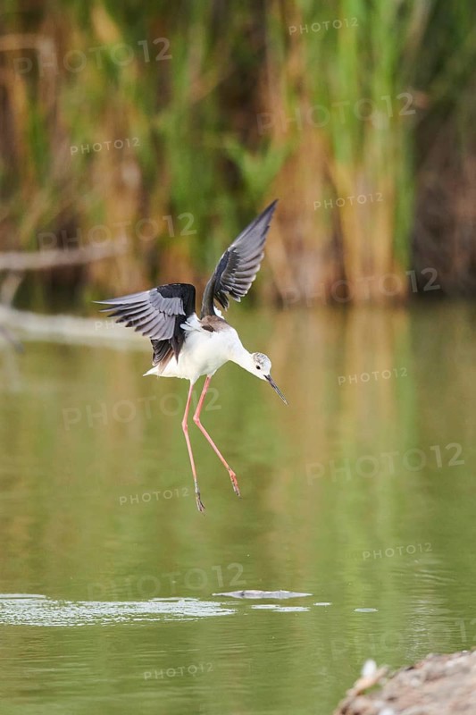 Black-winged stilt (Himantopus himantopus) landing at the waters edge, Glossy ibis (Plegadis falcinellus), Camargue, France, Europe