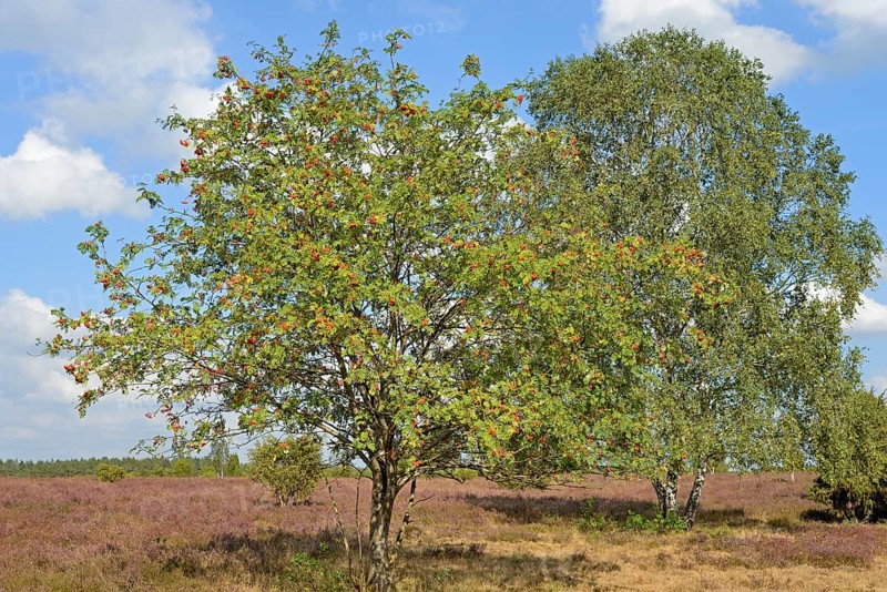 Heath landscape, typical vegetation, european rowan (Sorbus aucuparia) with red fruits, birch (Betula) and juniper (Juniperus communis) in the flowering common heather (Calluna Vulgaris), blue cloudy sky, Südheide nature park Park, Lüneburg Heath, Lower Saxony, Germany, Europe