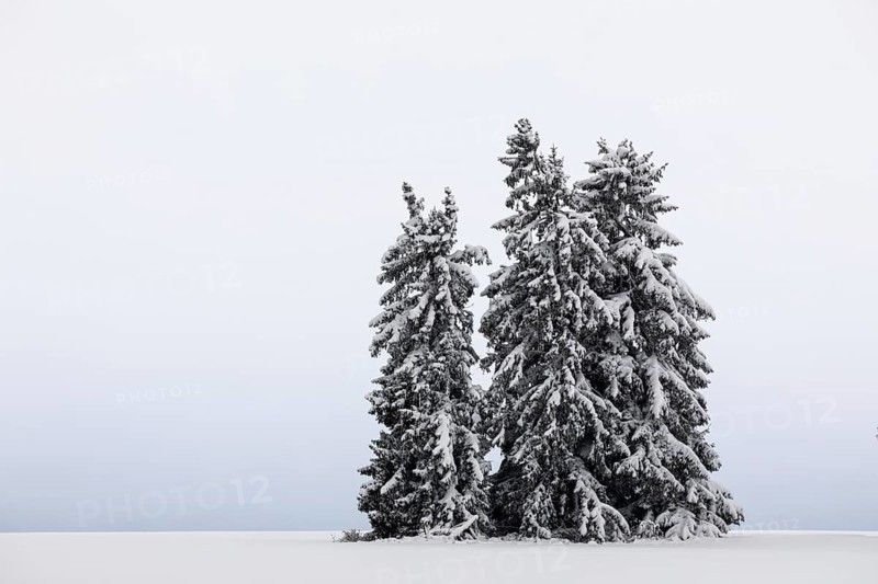 Spruce (Picea), Pine (Pinaceae), snow, winter, Leibertingen, Upper Danube Nature Park, Baden-Württemberg, Germany, Europe
