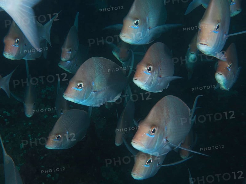 Shoal, group of Slinger sea bream (Chrysoblephus puniceus), Sodwana Bay National Park dive site, Maputaland Marine Reserve, KwaZulu Natal, South Africa, Africa