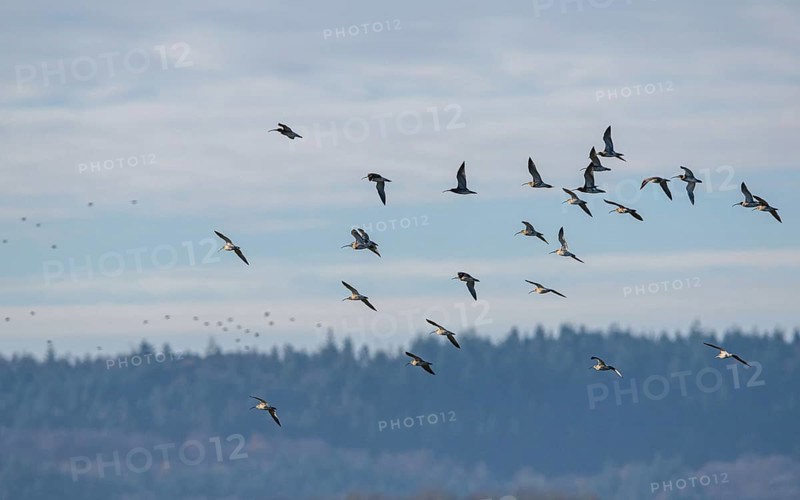 Eurasian Curlew (Numenius arquata) birds in flight over Marshes at winter time
