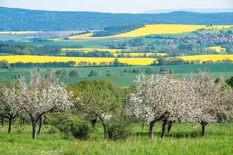 Orchard meadow, apple trees (Malus domestica), cultivated apple, flowering, UNESCO Biosphere Reserve Rhön, Thuringia, Germany, Europe