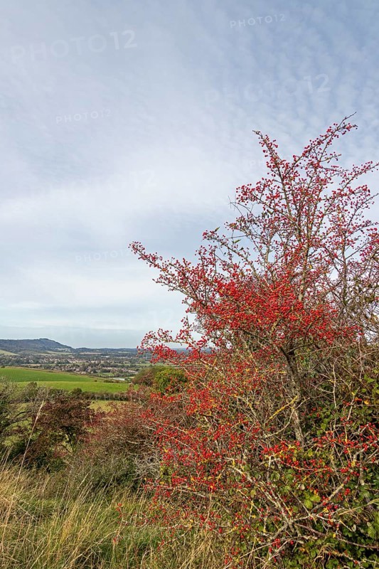 Red berries, hawthorn (Crataegus), Truleigh Hill, Shoreham by Sea, South Downs, West Sussex, England, Great Britain