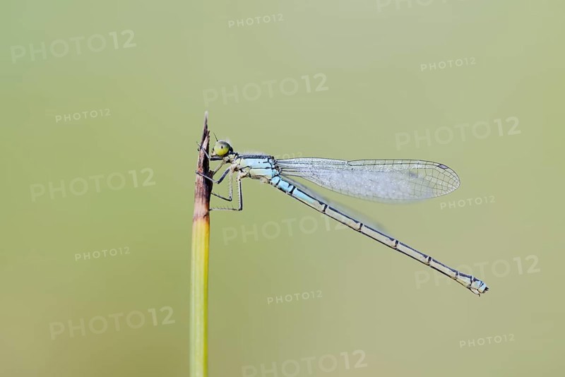 Small red-eyed damselfly (Erythromma viridulum), female, North Rhine-Westphalia, Germany, Europe