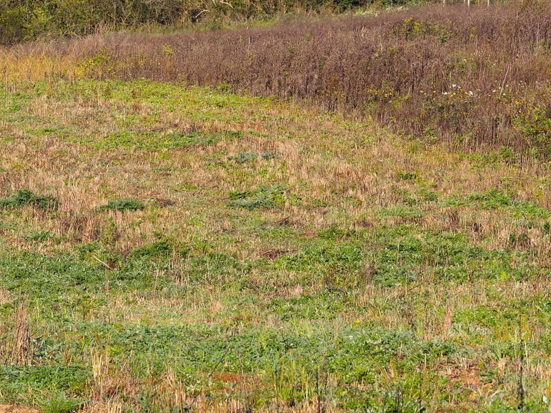 Habitat Fallow land with faded flowering area as cover. Typical habitat for the gray partridge (Perdix perdix), Solms, Hesse, Germany, Europe