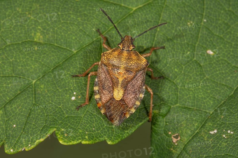 Purple fruit bug (Carpocoris purpureipennis) on a leaf, Baden-Württemberg, Germany, Europe