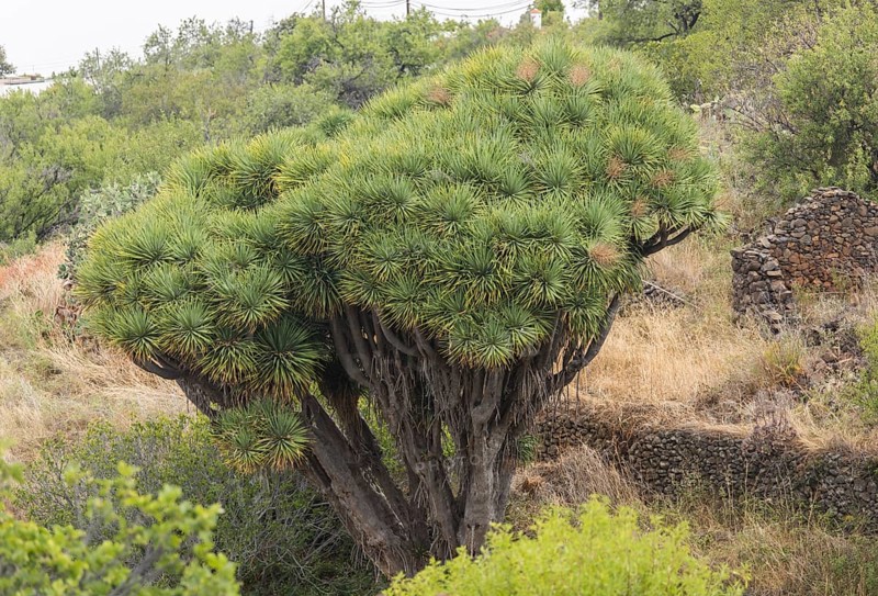 Canary islands dragon tree (Dracaena draco), near Las Tricias, La Palma Island, Spain, Europe