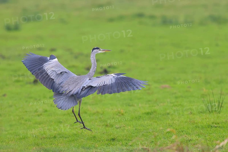 Grey heron (Ardea cinerea) landing in a meadow, Ochsen Moor, Dümmer nature park Park, Lower Saxony, Germany, Europe