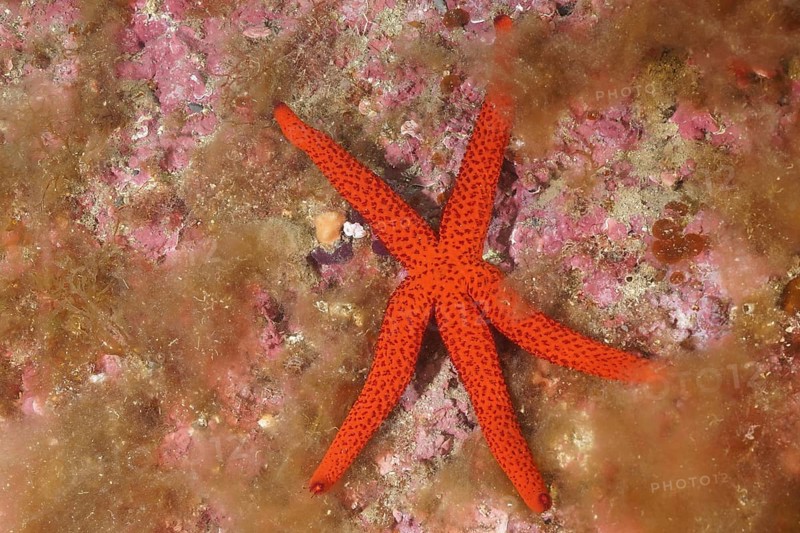 Orange starfish (Hacelia attenuata), dive site marine reserve Cap de Creus, Rosas, Costa Brava, Spain, Mediterranean Sea, Europe