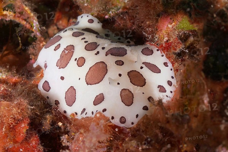 Leopard snail (Discodoris atromaculata), dive site marine reserve Cap de Creus, Rosas, Costa Brava, Spain, Mediterranean Sea, Europe