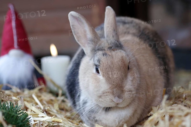Christmas, Rabbit (Cuniculus), Bunny, Candle, Decoration, Christmassy, Straw, Stable, A rabbit sits in Christmassy decorated surroundings on the straw in the rabbit hutch