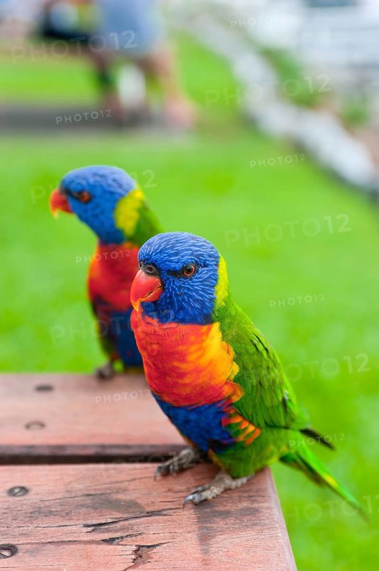 Rainbow Lorikeet (Trichoglossus moluccanus), Rainbow Lorikeet parrot, bird, tropical, fauna, colourful, Whitsunday Islands, Hamilton Island, Queensland, Australia, Oceania