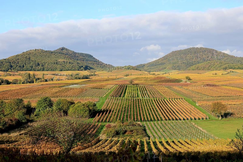 Vineyards in autumnal colours 2022 near Landau in der Pfalz, Southern Wine Route, Palatinate Forest, Rhineland-Palatinate, Germany, Europe