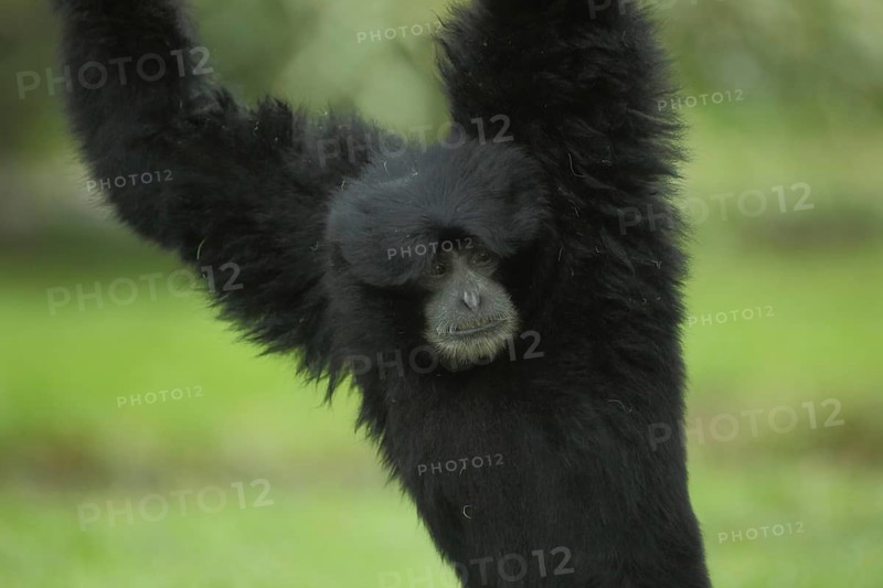 Siamang (Hylobates syndactylus), upright, standing, portrait, detail, gibbons (Hylobatidae), gibbon, Hylobates, small apes, monkeys, dry-nosed monkeys, ape, primates, primate, gentleman animals, dry-nosed monkey, primates, haplorhini, mammal, animal, vertebrate, captive