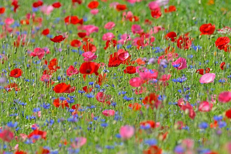 Flowering strip, flowering area with poppy flowers (Papaver rhoeas) and cornflowers (Centaurea cyanus), North Rhine-Westphalia, Germany, Europe