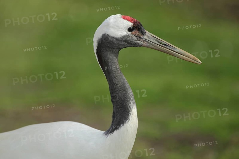 Red-crowned crane (Grus japonensis), portrait, head, cranes (Gruidae), crane, crane birds, Gruiformes, bird, animal, vertebrate, captive